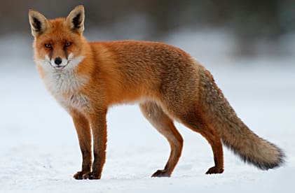 Fler skjutna rävar från Växjö-området ska nu undersökas för att se om smittan med fransk hjärtmask är spridd.