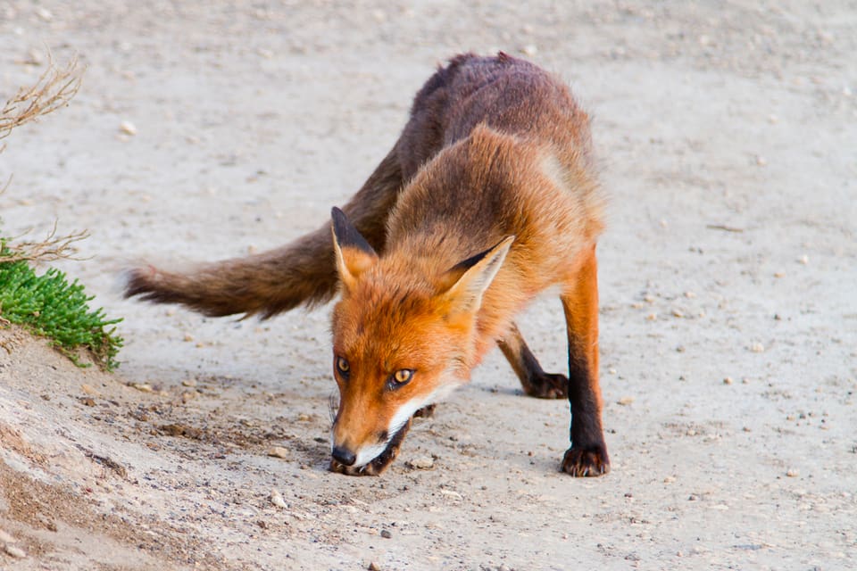 Kampanjen mot rävar i Australien resulterade i att en grupp jägare lyckades skjuta 450 rävar på tre dagar.