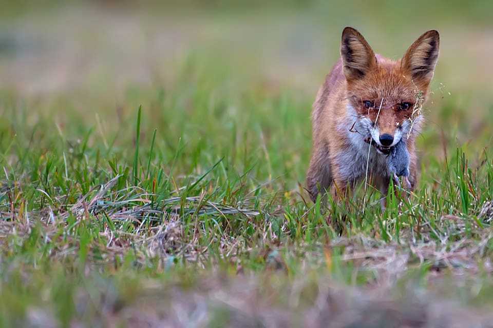 Forskare har kommit fram till att förekomsten av räv och mård minskar risken för fästingburen borrelia, eftersom de äter möss som är ett viktigt värddjur för fästingarna.