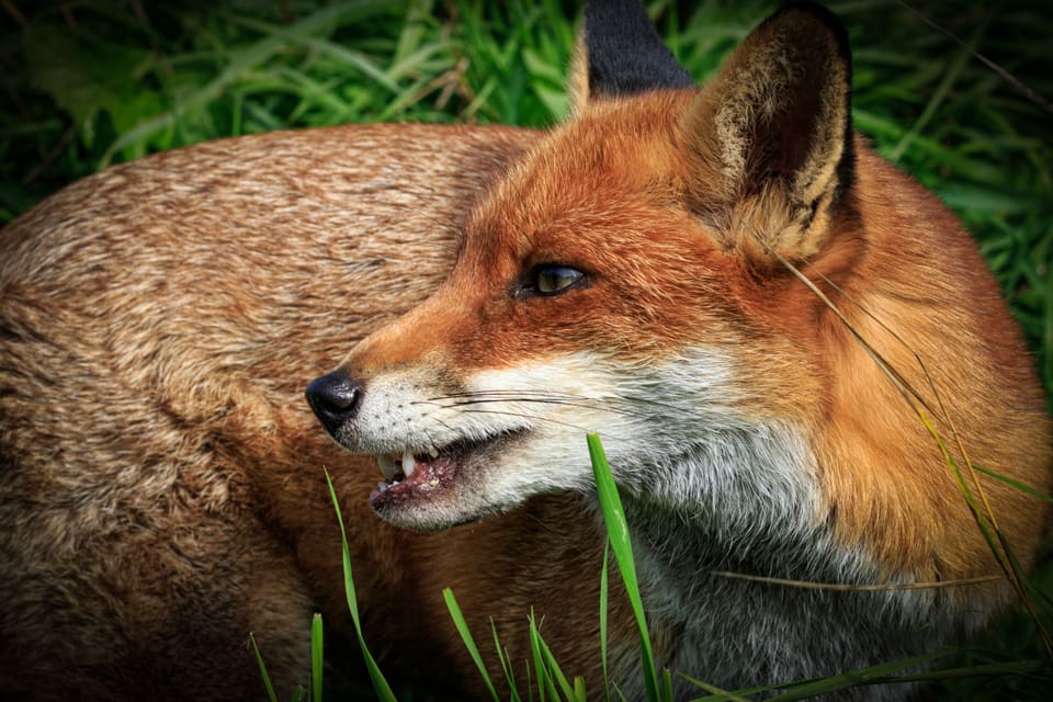 Att kunna fälla rävar på nätterna kan bli förbjudet på Irland. Både fågelskådare, jägare och fårägare protesterar mot förslaget att stoppa nattlig jakt.