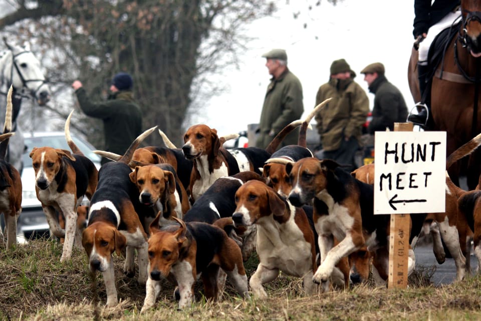 Avsikten med Abbeyfeale Harriers Hunting Festival, då pengarna har samlats in, är att driva bort rävarna från trakten inför att fåren ska lamma. (arkivbild)
