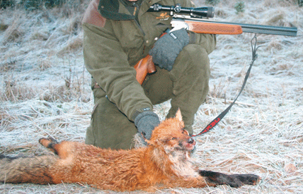 &Aring;retruntsyssla. F&ouml;r att stoppa spridningen av dv&auml;rgbandmask beg&auml;r JRF i Dalarna helt fri skyddsjakt p&aring; r&auml;v i l&auml;net.