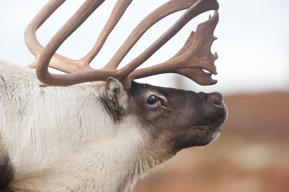 En norsk GPS-märkt varg har tagit sig till renarnas vinterbetesmarker i centrala Härjedalen och Tåssåsens sameby vill att vargen skjuts för att freda renarna i området. (Arkivbild)
