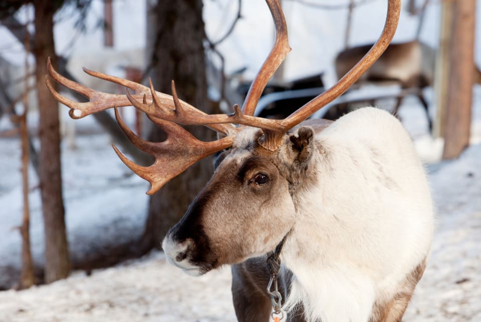 Allt som Sameradion och SVT Sápmi har fått fram om den påstådda renjakten tyder på att historien var en tidningsanka.