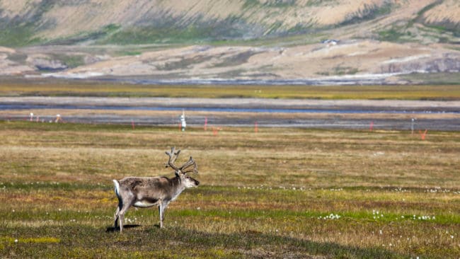 Två sjuka renkor på Svalbard har avlivats. Norska myndigheter misstänker att djuren kan ha varit rabiessmittade.
