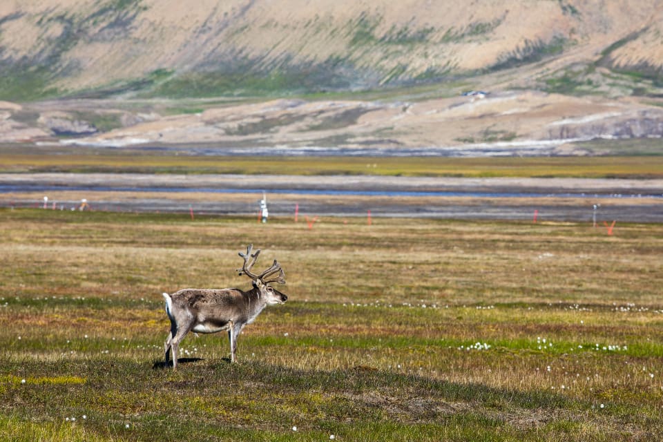 Två sjuka renkor på Svalbard har avlivats. Norska myndigheter misstänker att djuren kan ha varit rabiessmittade.