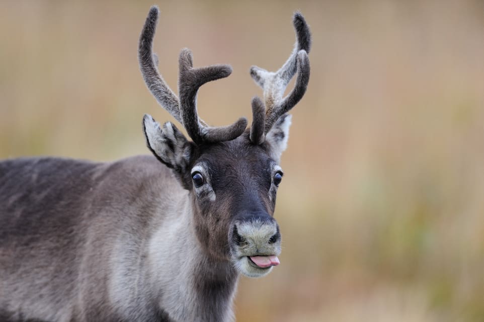 Under utredningen av den misstänkta stölden lyckades polisen inte styrka att ett brott låg bakom renens död. (arkivbild)