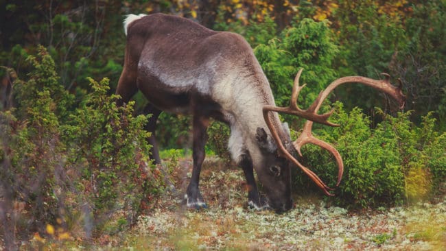 Kvarlämnade strörenar på två skärgårdsöar utanför Luleå har fått jägare i viltvårdsområdena att klaga på att älgjakten störts, vilket gör att renskötarna i Gällivare skogssameby får böter sedan de förlorat ett överklagande. (Arkivbild)
