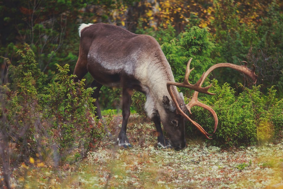 Kvarlämnade strörenar på två skärgårdsöar utanför Luleå har fått jägare i viltvårdsområdena att klaga på att älgjakten störts, vilket gör att renskötarna i Gällivare skogssameby får böter sedan de förlorat ett överklagande. (Arkivbild)