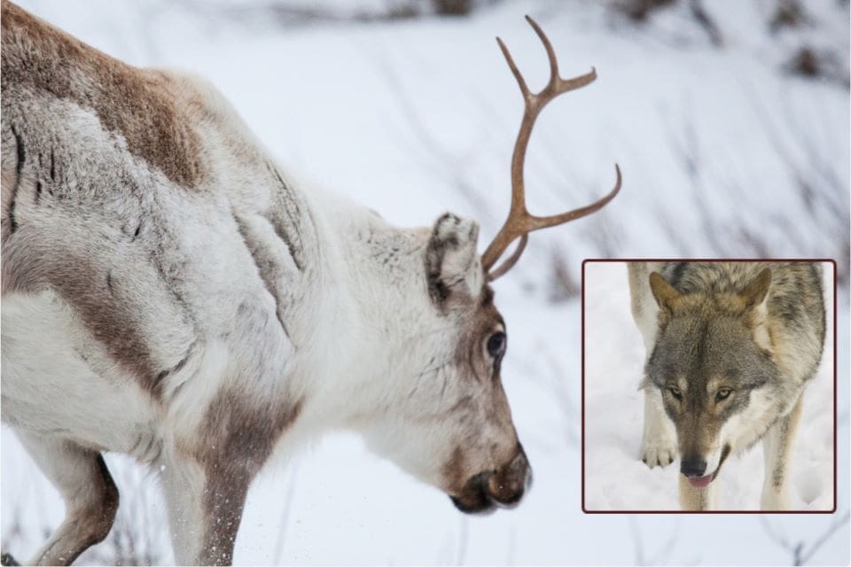 Länsstyrelsen i Jämtlands län har beviljat skyddsjakt på två vargar då deras närvaro får allvarliga konsekvenser för rennäringen.(Arkivbilder)