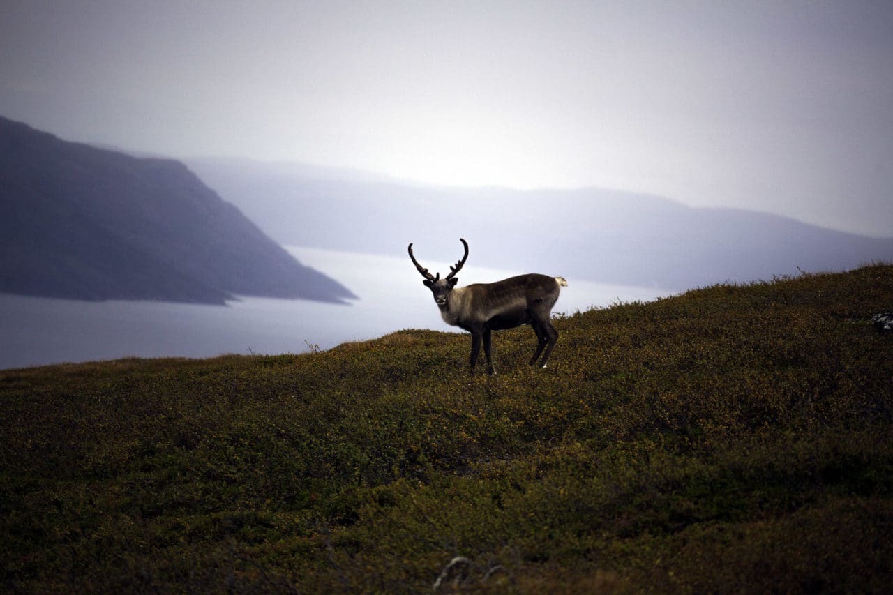 Norge ska utrota all vildren inom ett område för att hindra smittspridning av sjukdomen CWD.
