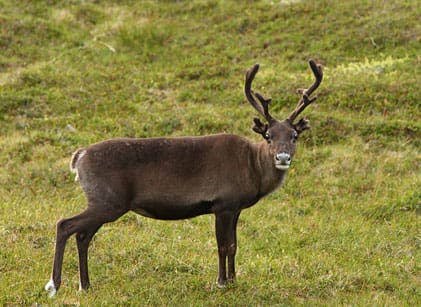 Allt färre renar går till slakt, eftersom rovdjuren tar allt fler renar. Samebyarna är nära kollaps på grund av rovdjurstrycket.