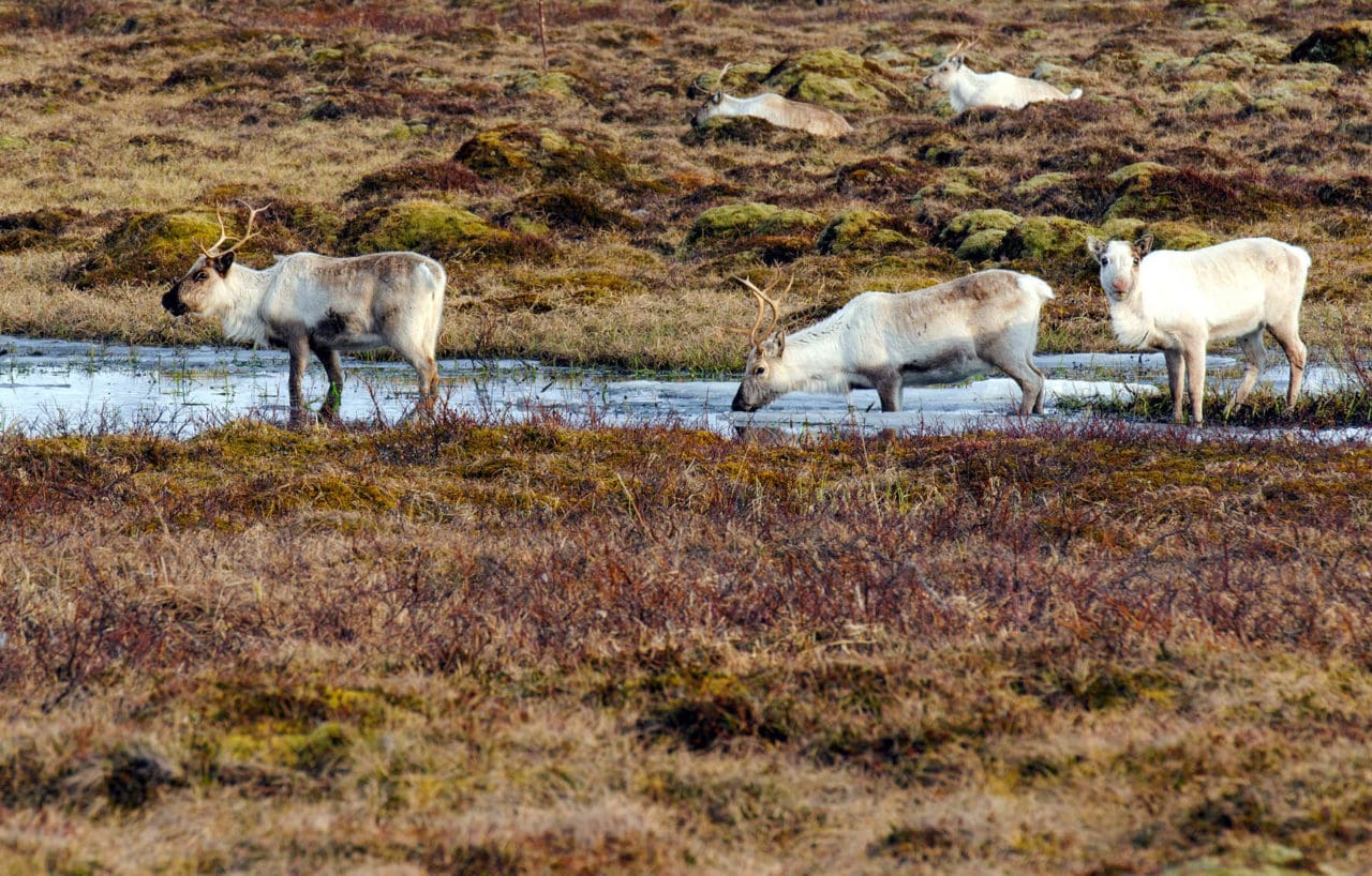Renarna på Nordfjella ska skjutas bort, men forskarna tror att CWD-smittan kan finnas kvar på marken.