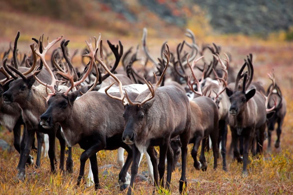 Naturvårdsverkets förslag om att flytta renhjordar för att undvika vargangrepp kritiseras från samehåll som menar att det både är omöjligt och strider mot deras traditionella rätt.