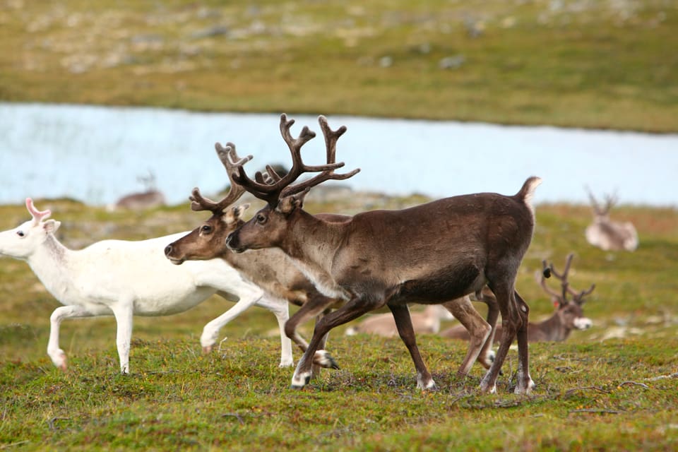 Alla vildrenar bör skjutas bort på Nordfjella, anser forskare som vill stoppa CWD-smittan. Dessutom bör det införas förbud mot både utfodring och saltstenar i smittdrabbade områden.