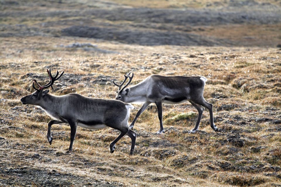 Jakten på vildren i Norge har gjort att det upptäckts ett till misstänkt fall av CWD, chronic wasting disease.