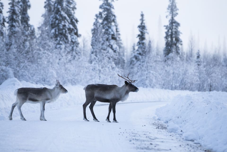 CWD, eller förtviningssjuka, som upptäcktes bland norska vildrenar och älgar 2016 kan vara en zoonos, det vill säga en sjukdom som kan överföras från djur till människa.