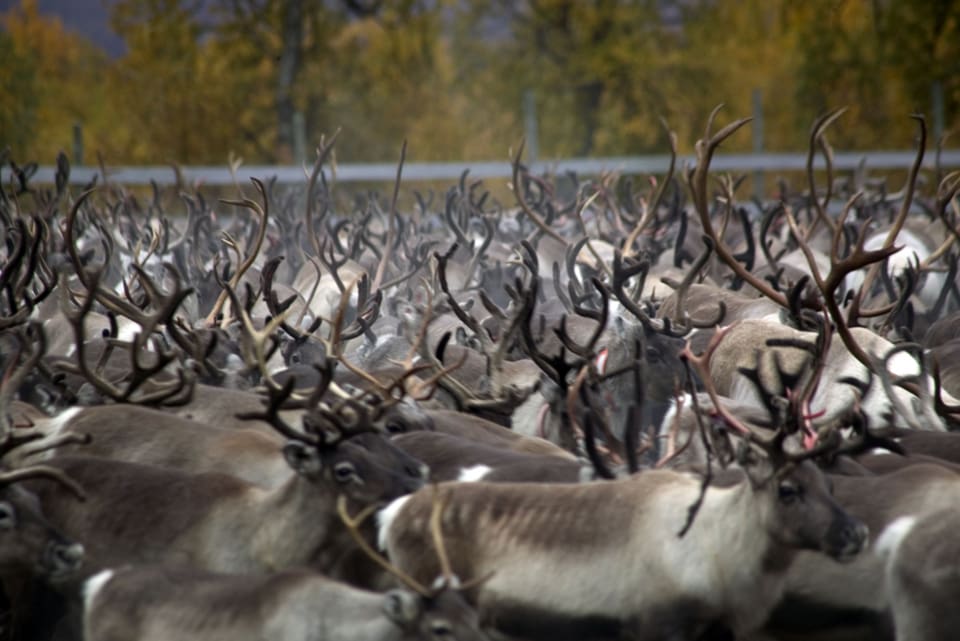 Den norske lantbruksministern tycker att Sverige och Finland tar för få CWD-prov.