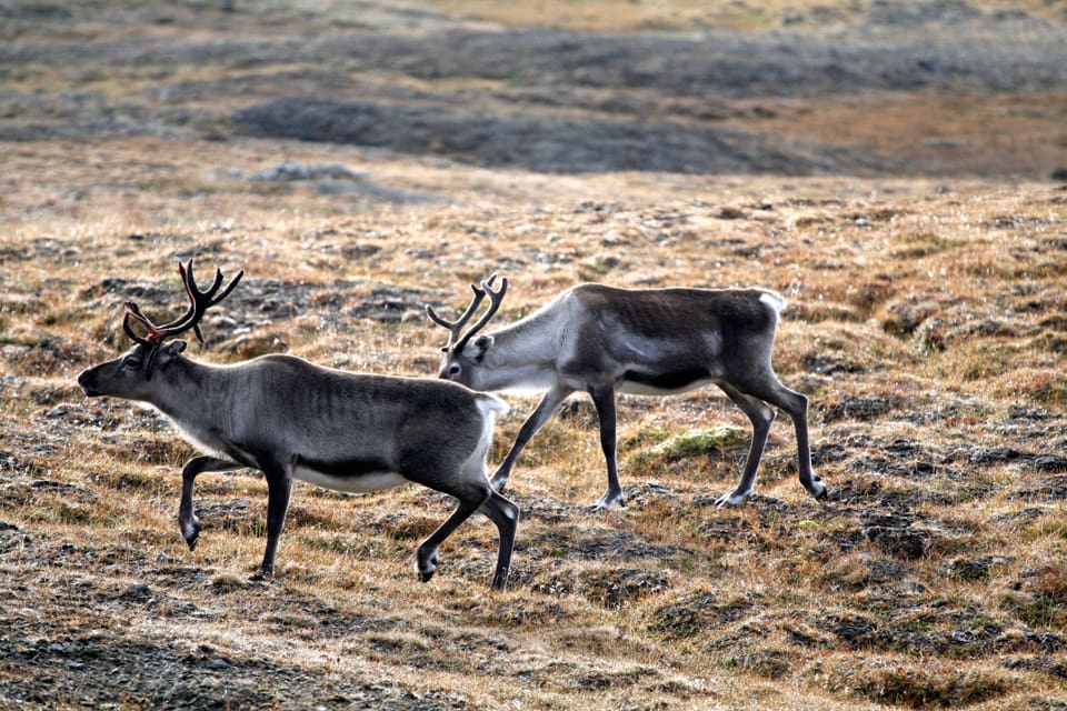 Det har ansökts om skyddsjakt på en varg som river renar i Norrbotten. Men först måst länsstyrelsen få besked med hjälp av DNA-prov om det handlar om en invandrad varg som kan ses som genetiskt värdefull. (Arkivbild)