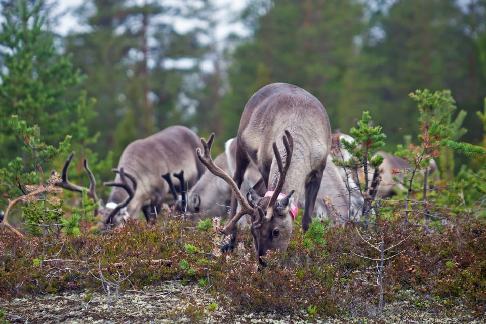 Rester av tre tjuvskjutna vajor har påträffats i närheten av Särna i Dalarna. (arkivbild)