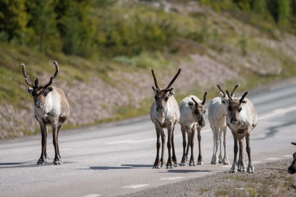 Idre nya sameby menar att vargens närvaro försvårar, om inte omöjliggör, arbetet med renarna.