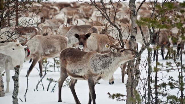 15 000 renar i Norrbotten hålls i hägn. En ren i hägn kostar åtta kronor per dag att utfodra.