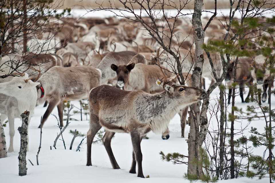 15 000 renar i Norrbotten hålls i hägn. En ren i hägn kostar åtta kronor per dag att utfodra.
