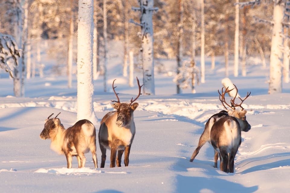 Länsstyrelsen i Jämtland använde nya argument om sammantagna förluster av renar de senaste åren för att inte få skyddsjakten på två vargar hos Tåssåsens sameby stoppad av Förvaltningsrätten i Luleå. Det hjälpte inte.