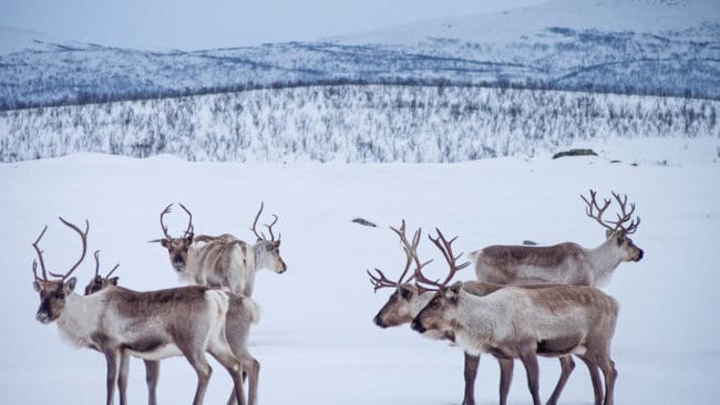Cirka 82,5 miljoner kronor betalas ut till finska djurägare som drabbats av angrepp från stora rovdjur under förra året. Merparten går till renskötseln.