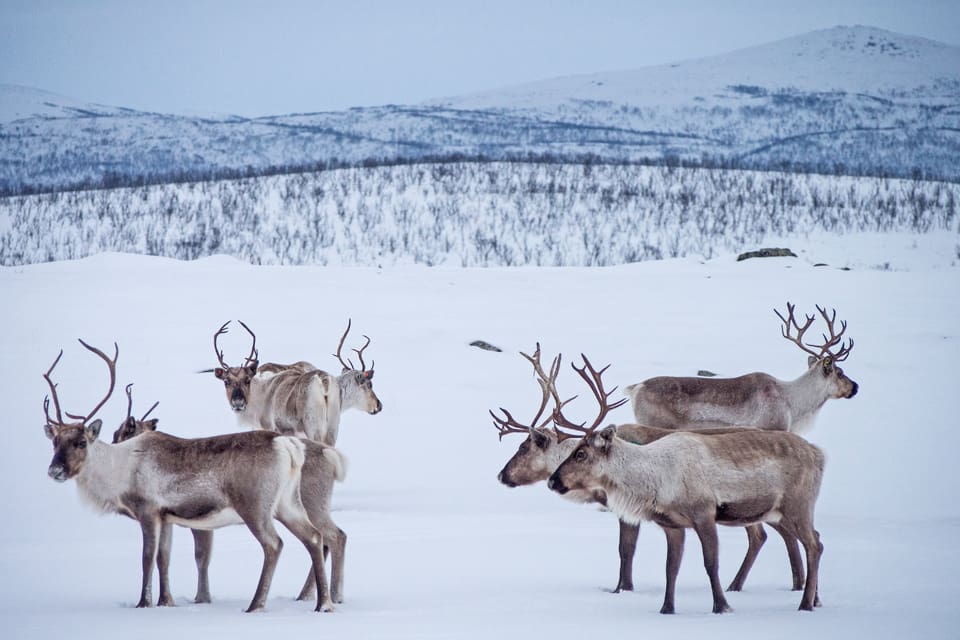 Cirka 82,5 miljoner kronor betalas ut till finska djurägare som drabbats av angrepp från stora rovdjur under förra året. Merparten går till renskötseln.