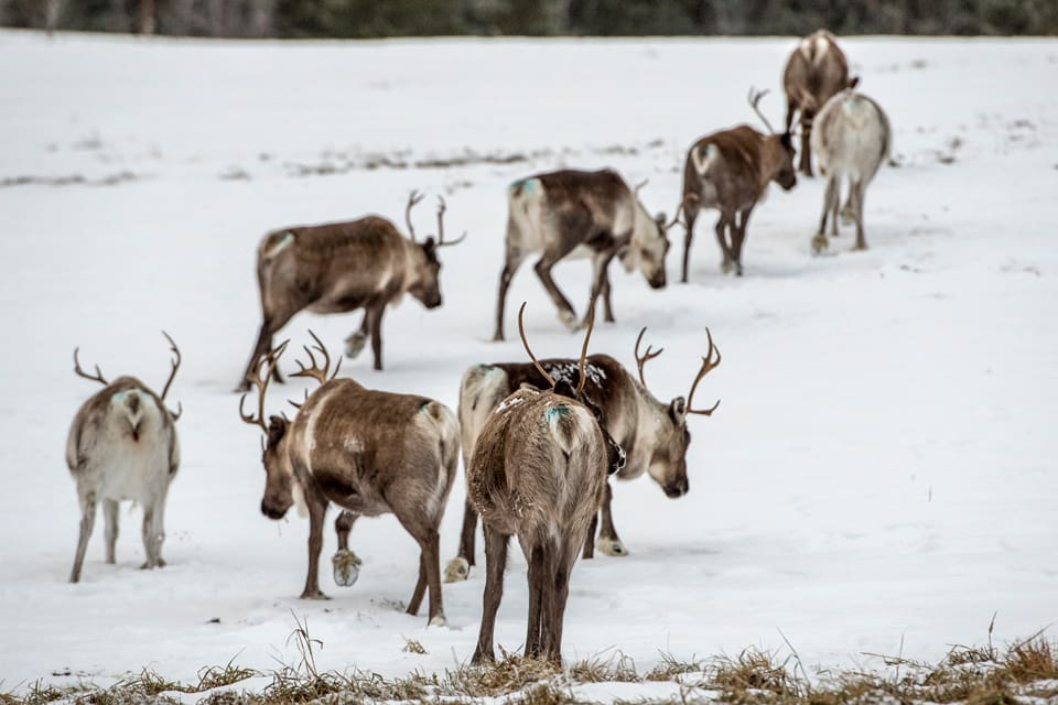 I Jämtland får en varg avlivas hos Handölsdalens sameby. Dessutom får två björnar inom Jijnjevaerie sameby skjutas för att freda renskötseln.