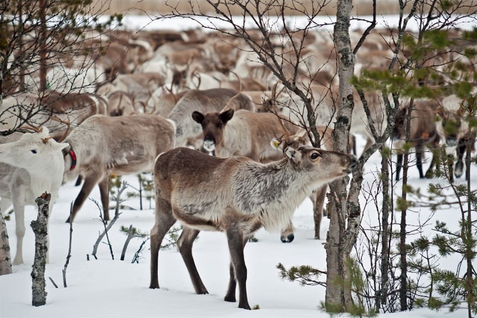 Renarna i Dalarna klarade sig undan järvangreppen bland annat på grund av att snötäcket fortfarande var bärande. Men nu har länsstyrelsen sagt sitt, det blir ingen skyddsjakt.