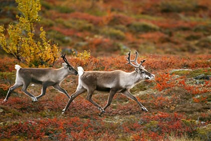 Renarna stör älgjakten, tycker älgjägarna i Vindelns kommun, och JO-anmäler länsstyrelsen för att de inte ser till att samebyn flyttar renarna i tid.