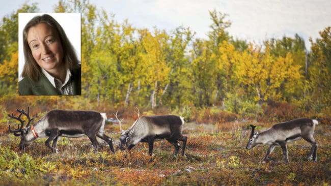 Utredningen om en ny rennäringslag behöver bland annat skärskåda kvarlämnade strörenar som stör älgjakten. Det bör även gå att lösa in samebyarnas jakträtt, tycker JRF-basen Solveig Larsson.