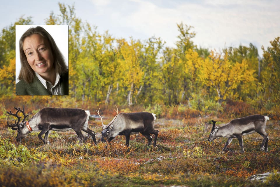 Utredningen om en ny rennäringslag behöver bland annat skärskåda kvarlämnade strörenar som stör älgjakten. Det bör även gå att lösa in samebyarnas jakträtt, tycker JRF-basen Solveig Larsson.