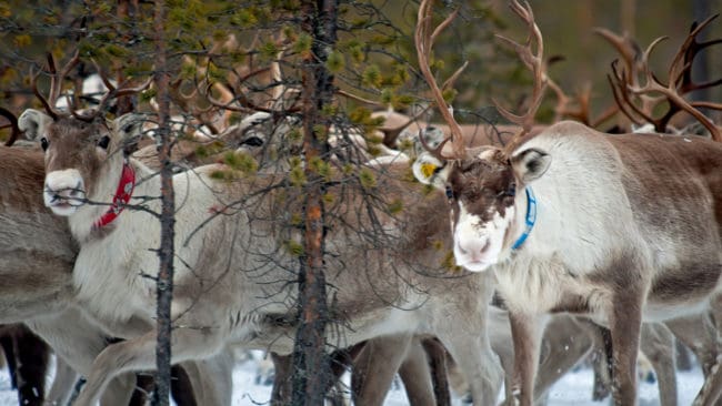 Även Härjedalens kommun protesterar mot att Naturvårdsverket nekar ompröva beslutet att Jämtland ska ha minst tio vargar, vilket slår hårt mot renskötseln.