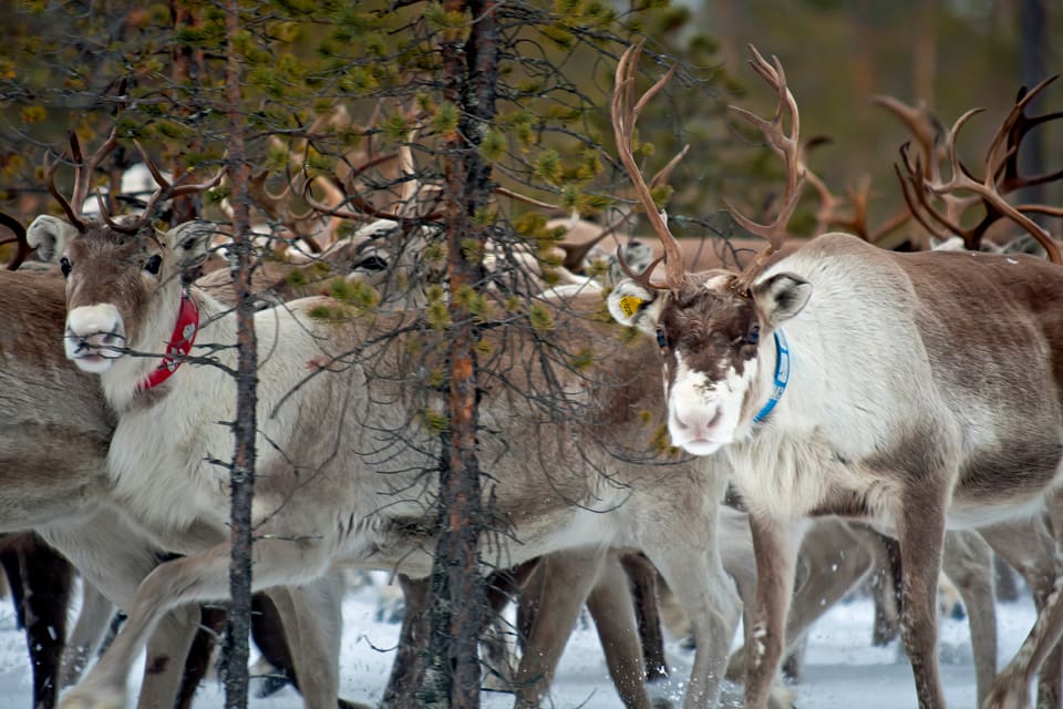 Även Härjedalens kommun protesterar mot att Naturvårdsverket nekar ompröva beslutet att Jämtland ska ha minst tio vargar, vilket slår hårt mot renskötseln.