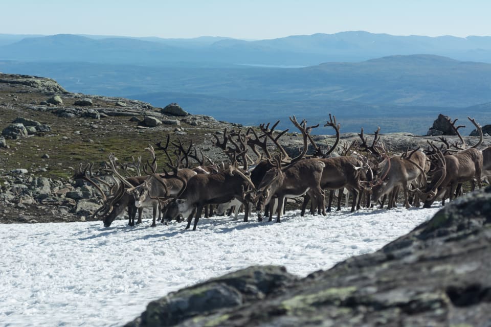 Länsstyrelsens personal besökte samebyn i lördags och kunde konstatera att de fem döda renarna var angripna av varg. (arkivbild)