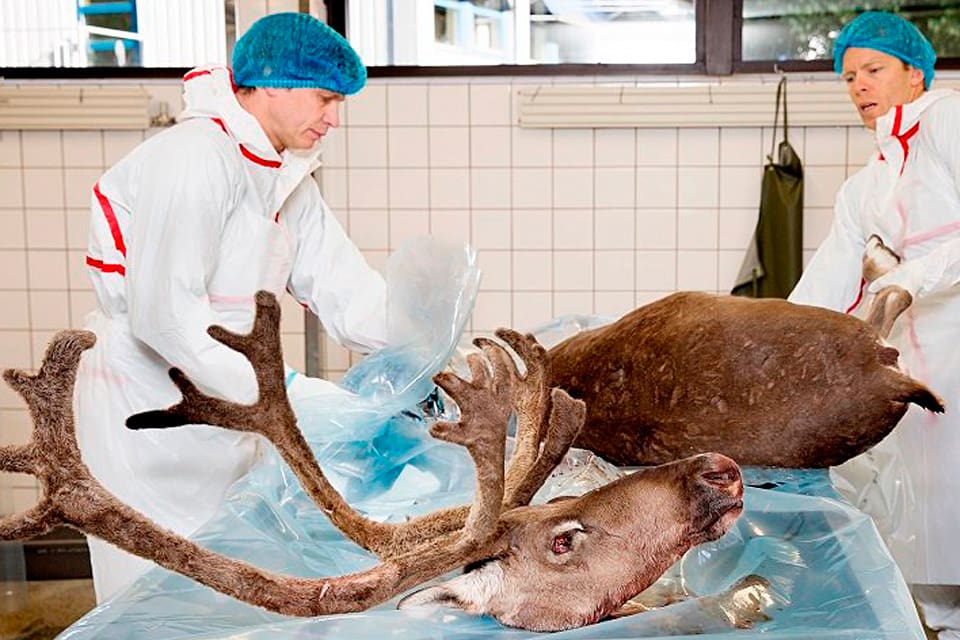 De smittade vildrenarna på Nordfjella-området i Norge har inte fått avmagringssjukan CWD från Nordamerika. Hur norskt hjortvilt fått sjukdomen är fortfarande oklart.