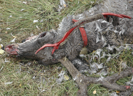 Ren på en fäbod som dödats av varg. Pinglan runt halsen gav inget skydd. Om nu hundpinglan är säkrare mot angrepp, varför inte då sätta hundpinglor på renarna och renpinglor på hundarna?