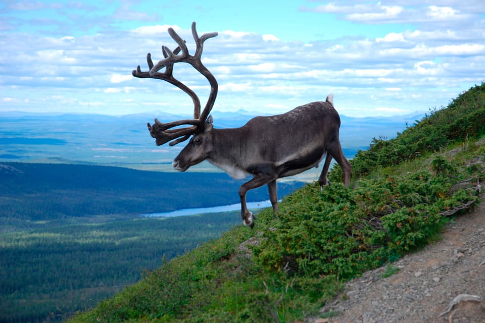 Minst 1 800 rentjurar ska avlivas och CWD-testas i Norge. Totalt är det en kvot på 6 000 vildrenstjurar som kan tas bort på Hardangervidda under 2019, vilket väcker kritik från Miljövernforbundet att Europas enda vildrenstam hotas.