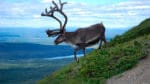 Utrotningshotad. Viltvårdare i Norge protesterar mot planerna att skjuta bort nästan alla vildrentjurar i zon två på Nordfjella i jakten på CWD-smitta.