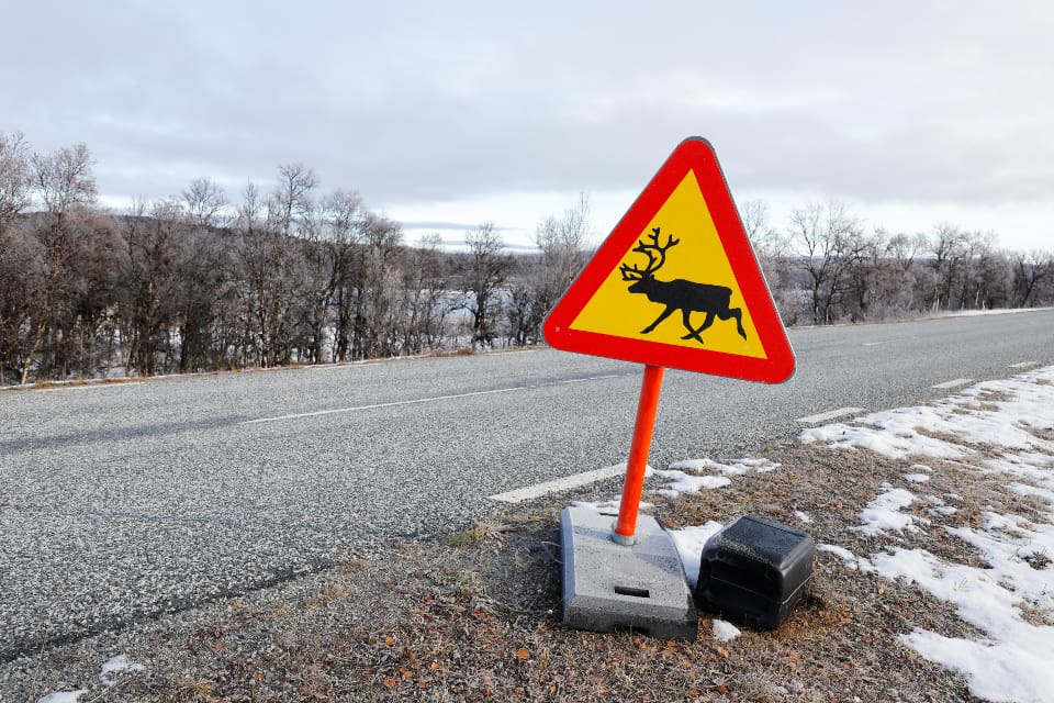 Säckarna med slaktrester av dödade renar har hittats utslängda längs E10:an mellan Gällivare och Svappavaara.