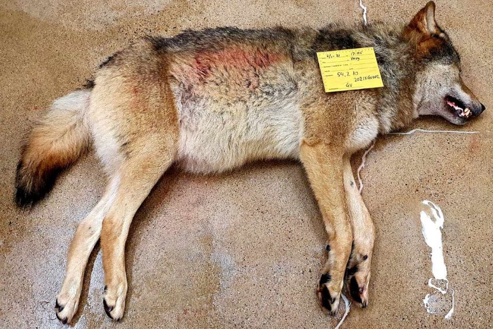 En varghanne på 54,2 kilo fälldes under lördagen i Ryssjönreviret i Gävleborgs län. I Andån, det andra vargreviret i länet med licensjakt på varg, är jakten avlyst sedan det fällts sex vargar.