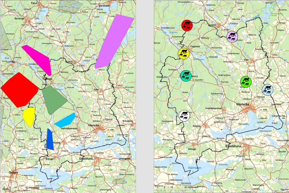 Till vänster en karta över vargreviren som berör Västmanland, och till höger en karta som visar lodjurens utbredning i länet.