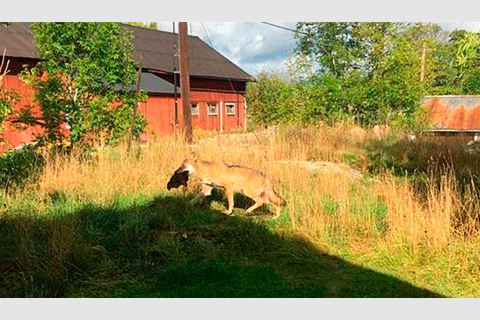 Varghannen i Riala-området tar en höna på en gård i Garns-Ekskogen i Brottby. Om det är hannen som påsköts idag är oklart.