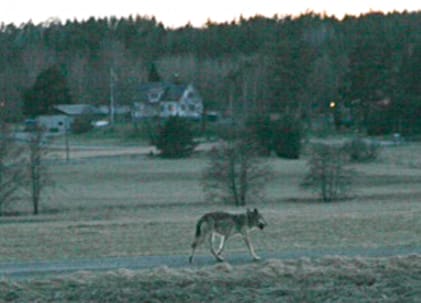 Rialavargen traskar iväg sedan den utsatts för stenkastning och kamerablixtar efter att ha förföljt en kvinna med hund. Nu vill länsstyrelsen att vargen avlivas.