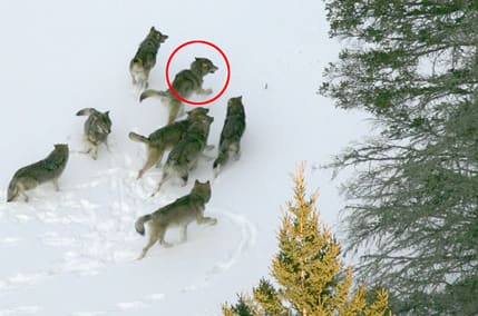 Ringen visar alfahannen i Östra flocken.