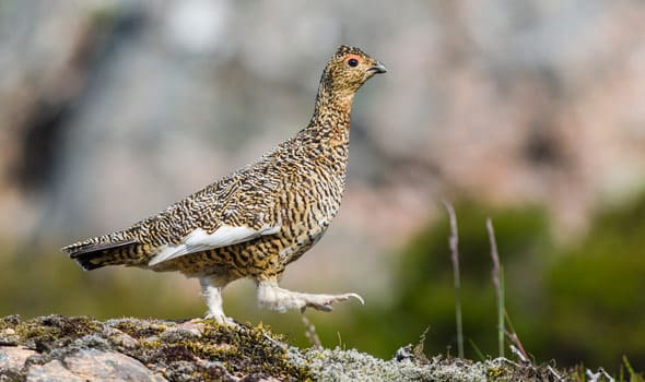Jordbruksverket ska göra en översyn vad det inneburit att utländska jägare får jaga småvilt i fjällen.