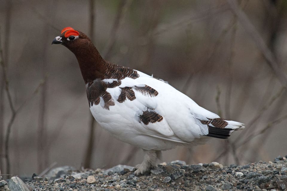 Fyra samebyar i Jämtlands län vill korta årets ripjakt.